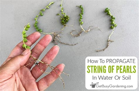 custom moisture meter string of pearls|string of pearls soil.